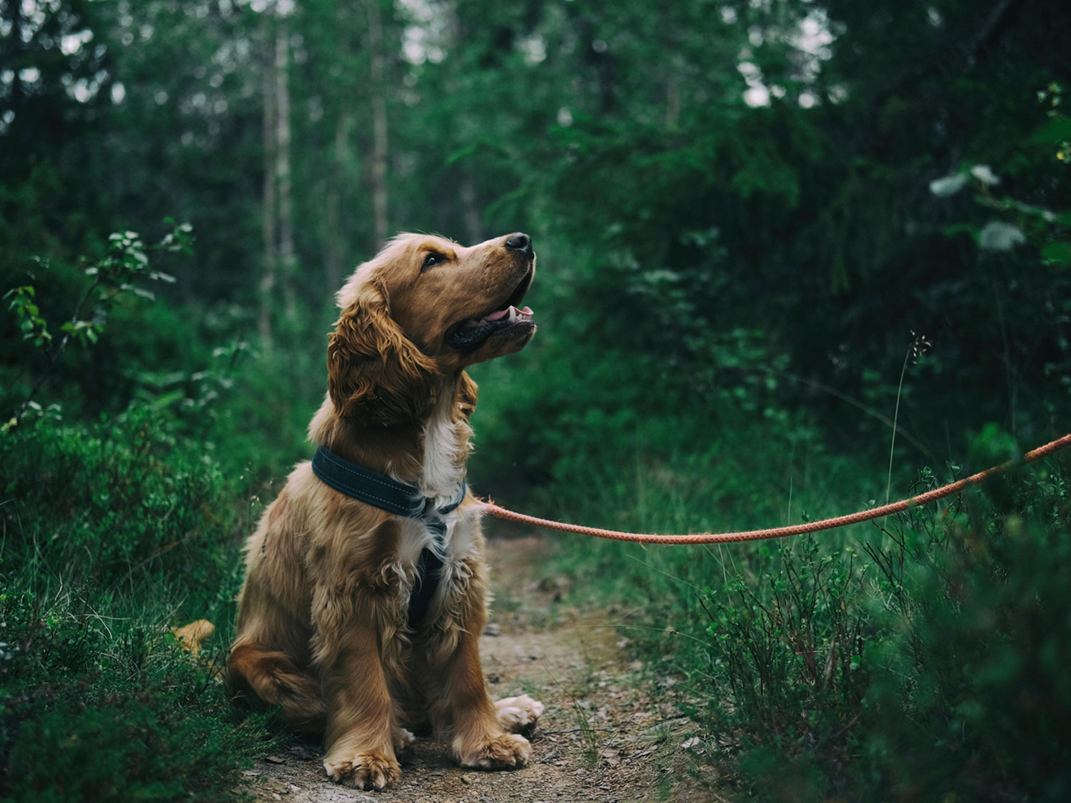 The Vet 2 Go - Mobile Vet & Home Euthanasia in Barnsley | The Vet 2 Go - Barnsley, Royston, Darton, Hoyland, Mapplewell, Ardsley, Penistone, Sheffield, Castleford, Wakefield, Durkar, Ossett, Sandal, Horbury, Normanton, Pontefract, Castleford and more