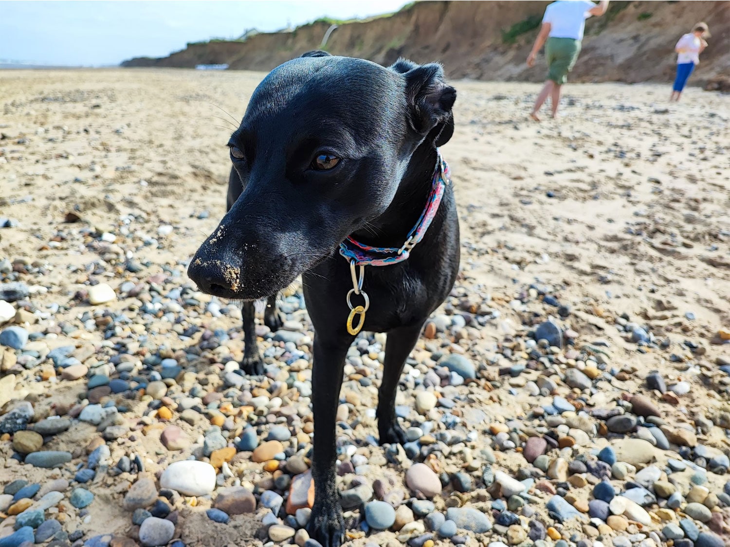 The Vet 2 Go — Home Euthanasia & Mobile Vet Services in Barnsley and surrounding areas