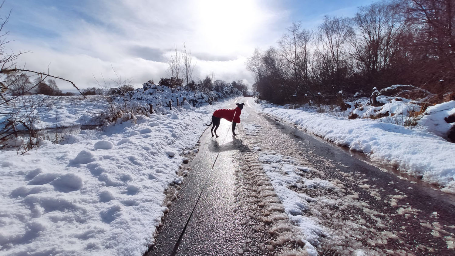 The Vet 2 Go - Mobile Vet & Home Euthanasia in Barnsley | The Vet 2 Go - Barnsley, Royston, Darton, Hoyland, Mapplewell, Ardsley, Penistone, Sheffield, Castleford, Wakefield, Durkar, Ossett, Sandal, Horbury, Normanton, Pontefract, Castleford and more