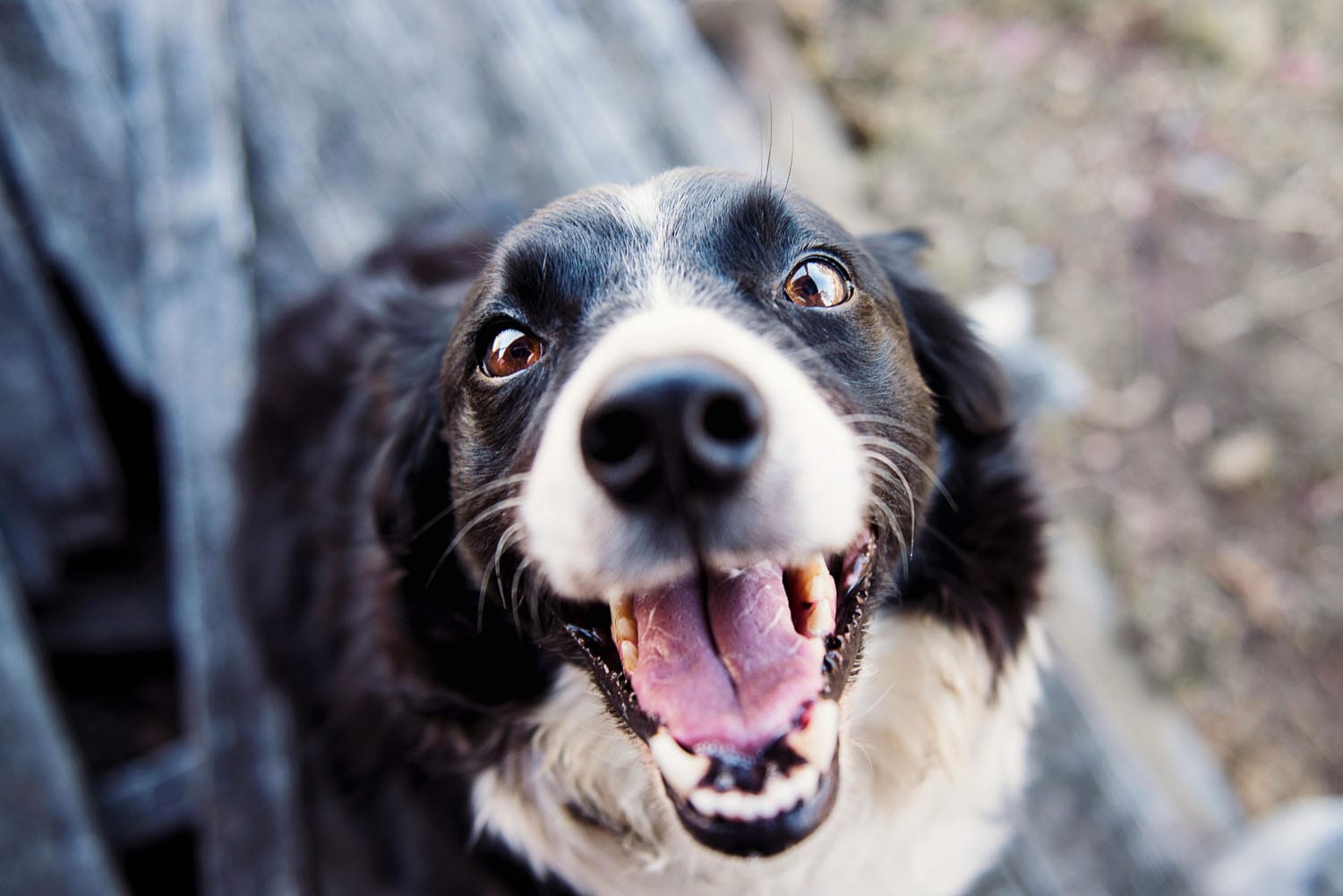 The Vet 2 Go - Mobile Vet & Home Euthanasia in Barnsley | The Vet 2 Go - Barnsley, Royston, Darton, Hoyland, Mapplewell, Ardsley, Penistone, Sheffield, Castleford, Wakefield, Durkar, Ossett, Sandal, Horbury, Normanton, Pontefract, Castleford and more