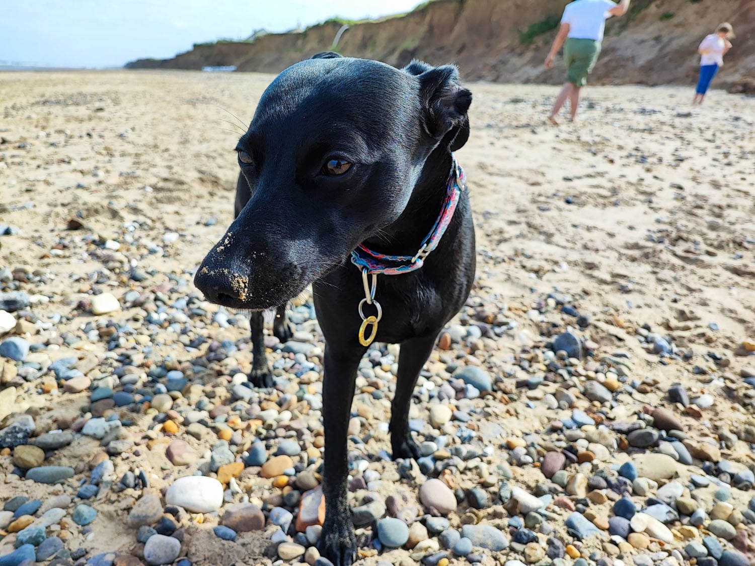 The Vet 2 Go - Mobile Vet & Home Euthanasia in Barnsley | The Vet 2 Go - Barnsley, Royston, Darton, Hoyland, Mapplewell, Ardsley, Penistone, Sheffield, Castleford, Wakefield, Durkar, Ossett, Sandal, Horbury, Normanton, Pontefract, Castleford and more