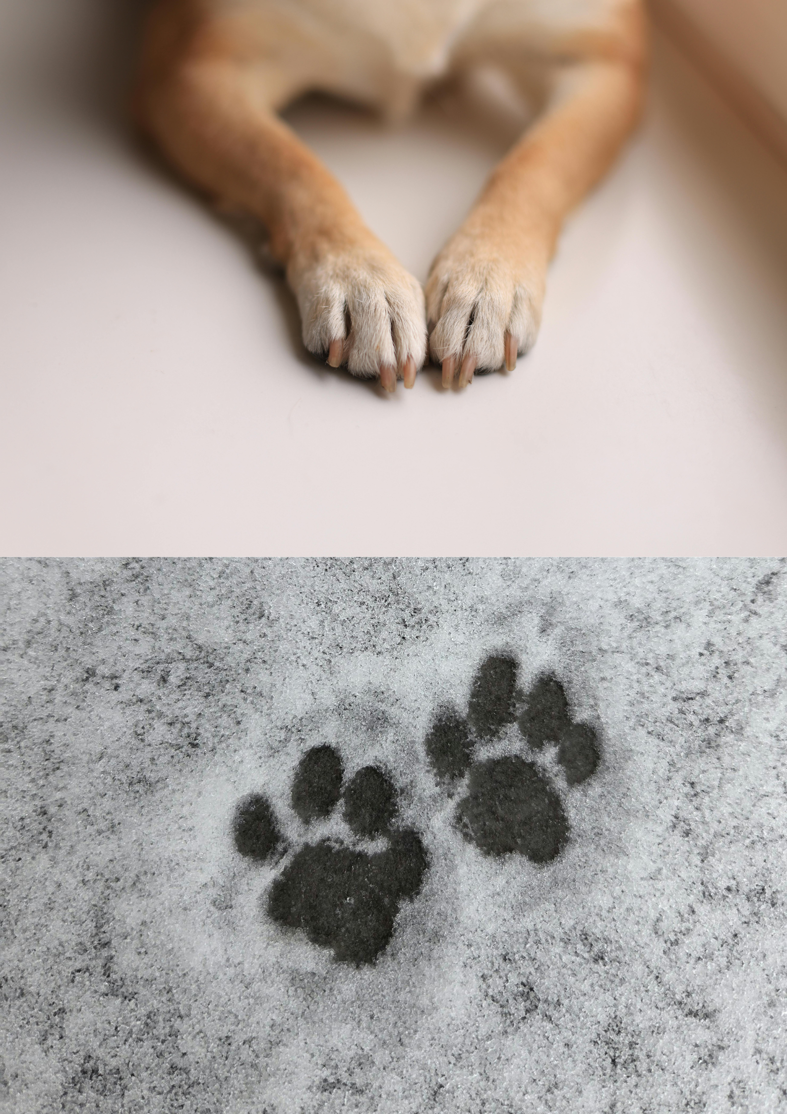 Downloadable Documents and Pet Bereavement Resources