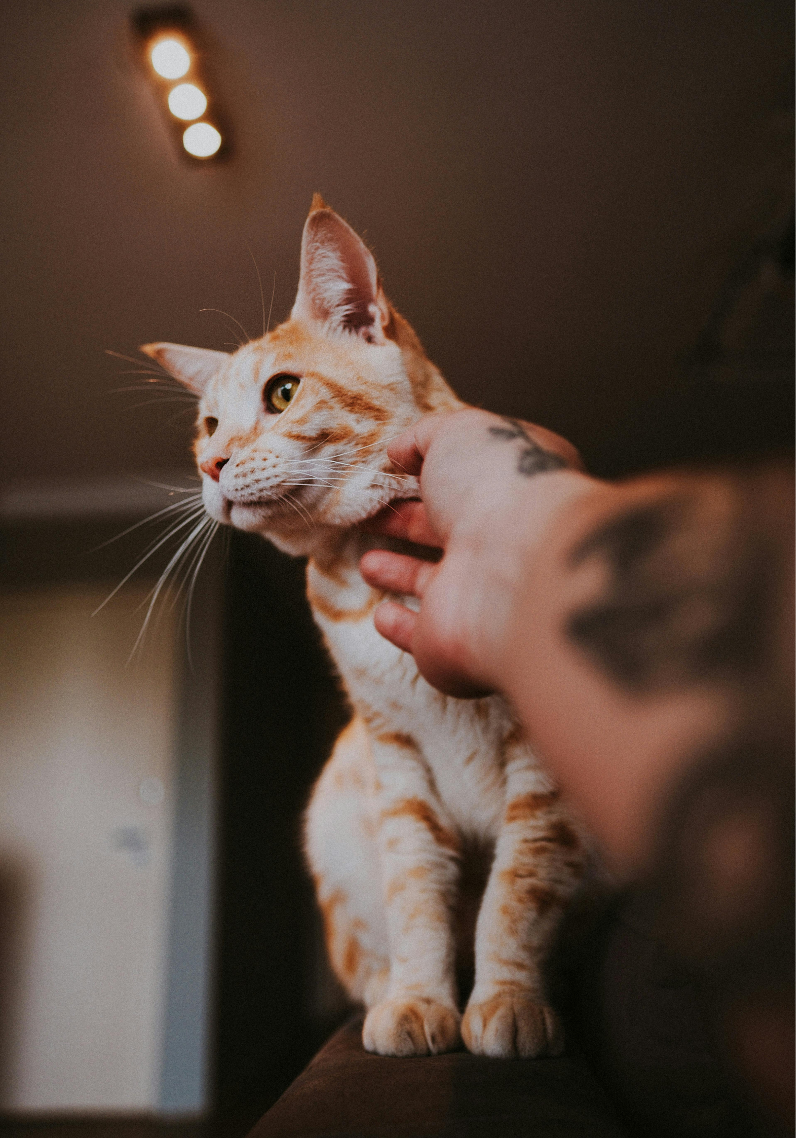 Downloadable Documents and Pet Bereavement Resources