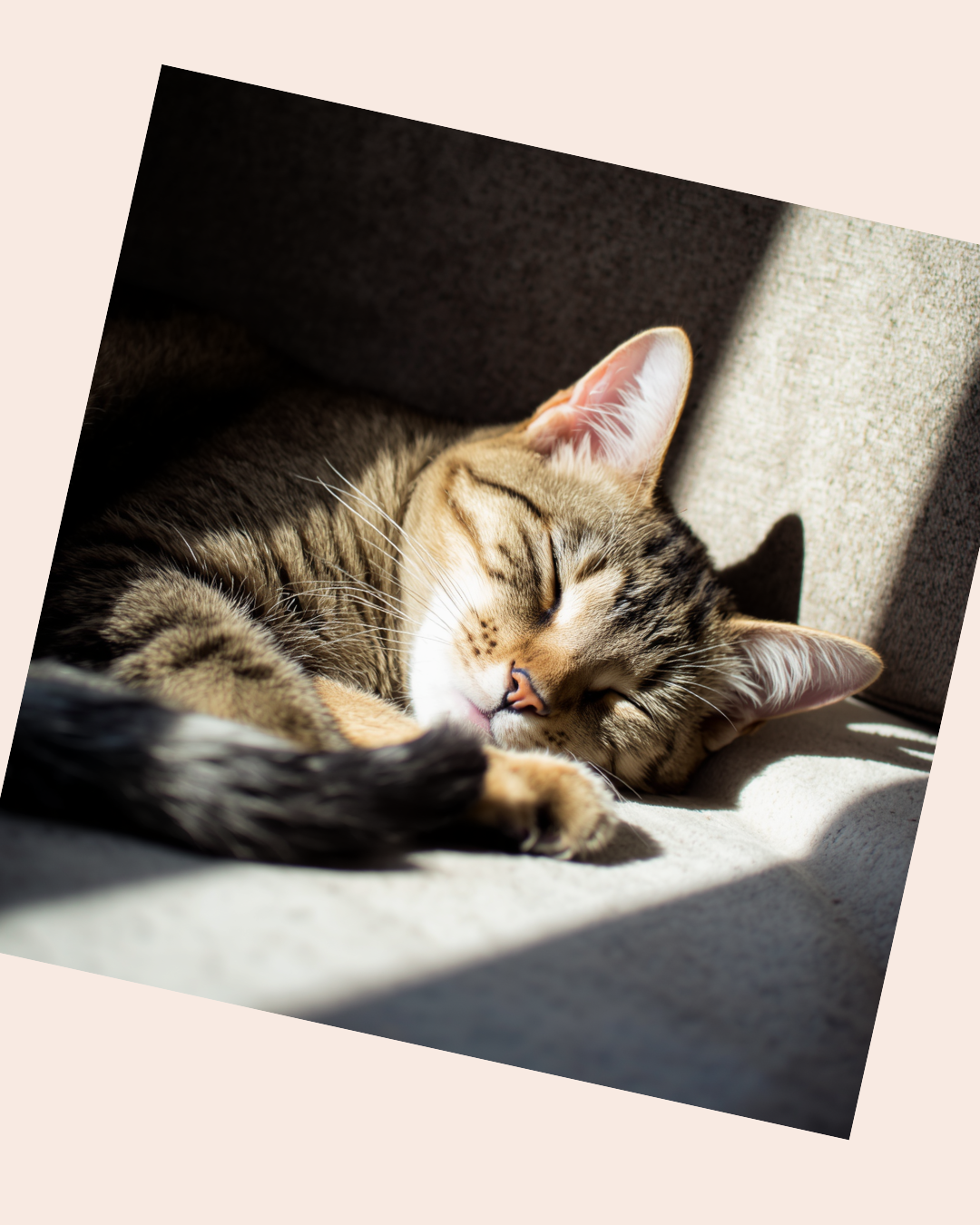 The Vet 2 Go - Mobile Vet & Home Euthanasia in Barnsley | The Vet 2 Go - Barnsley, Royston, Darton, Hoyland, Mapplewell, Ardsley, Penistone, Sheffield, Castleford, Wakefield, Durkar, Ossett, Sandal, Horbury, Normanton, Pontefract, Castleford and more